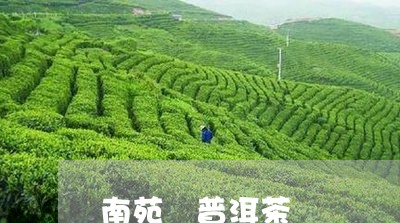 南苑 普洱茶/2023042888945